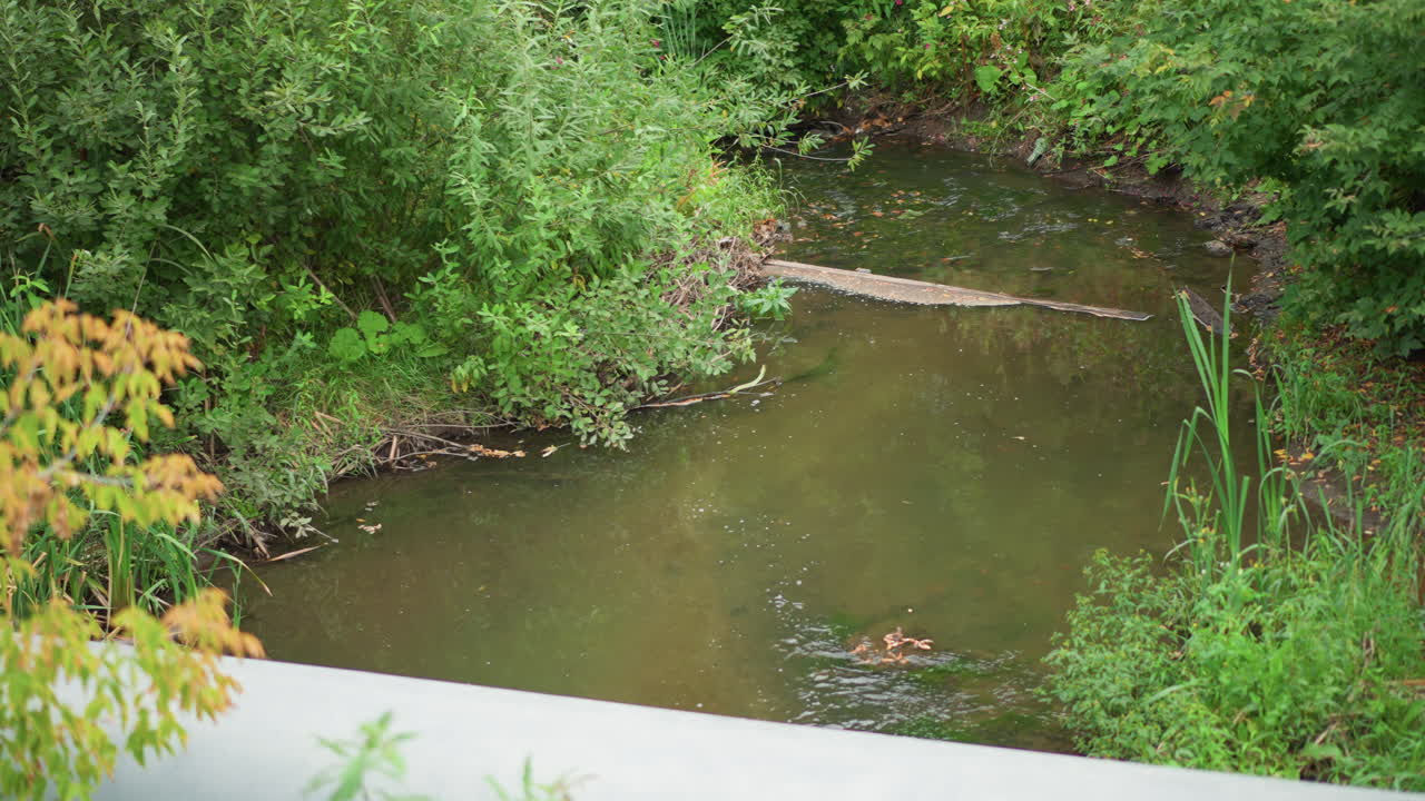 Creek View From Bridge With Lush Vegetation, Shallow Muddy Water And Fallen Log Across Channel, Tall Cattails And Dense Green Shrubs, Concrete Railing In Foreground, Overcast Sky Soft Light, Tranquil
