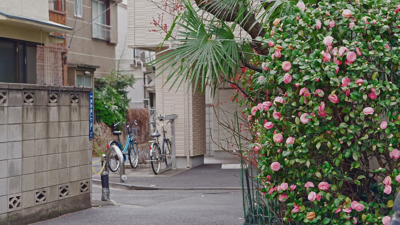 Vibrant pink blossoms fill a large bush next to a concrete wall and parked bicycles in a peaceful urban neighborhood.