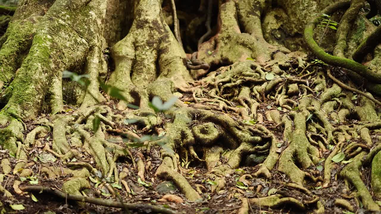 Close-up of a large tree with intertwining vines in a lush forest, captured with natural lighting and steady camera movement