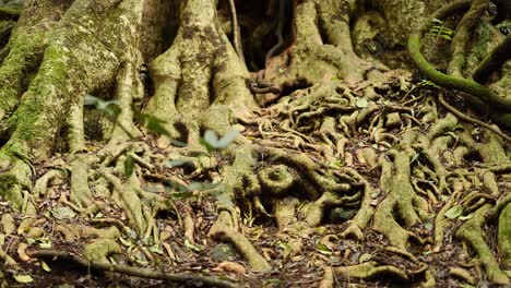 close-up of a large tree with intertwining vines in a lush forest, captured with natural lighting and steady camera movement