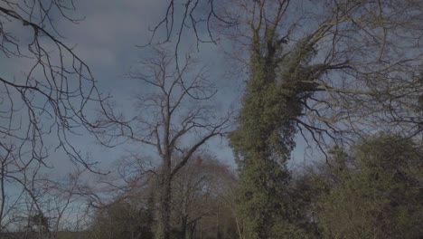 forest trees and branches in newmarket england uk during winter in sunny day