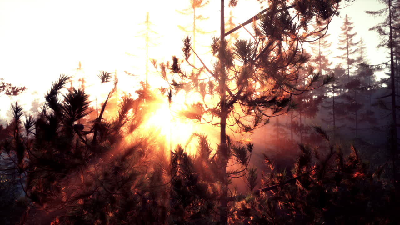 안개 낀 숲의 일출