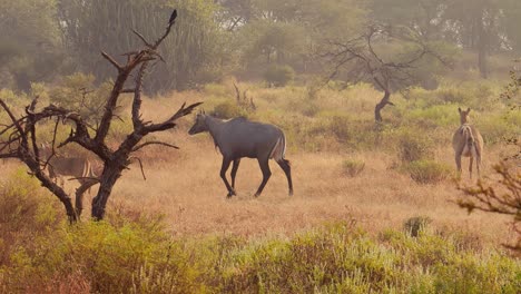 Nilgai-Oder-Blauer-Bulle-Ist-Die-Größte-Asiatische-Antilope-Und-Auf-Dem-Indischen-Subkontinent-Endemisch.-Das-Einzige-Mitglied-Der-Gattung-Boselaphus.-Ranthambore-Nationalpark-Sawai-Madhopur-Rajasthan-Indien