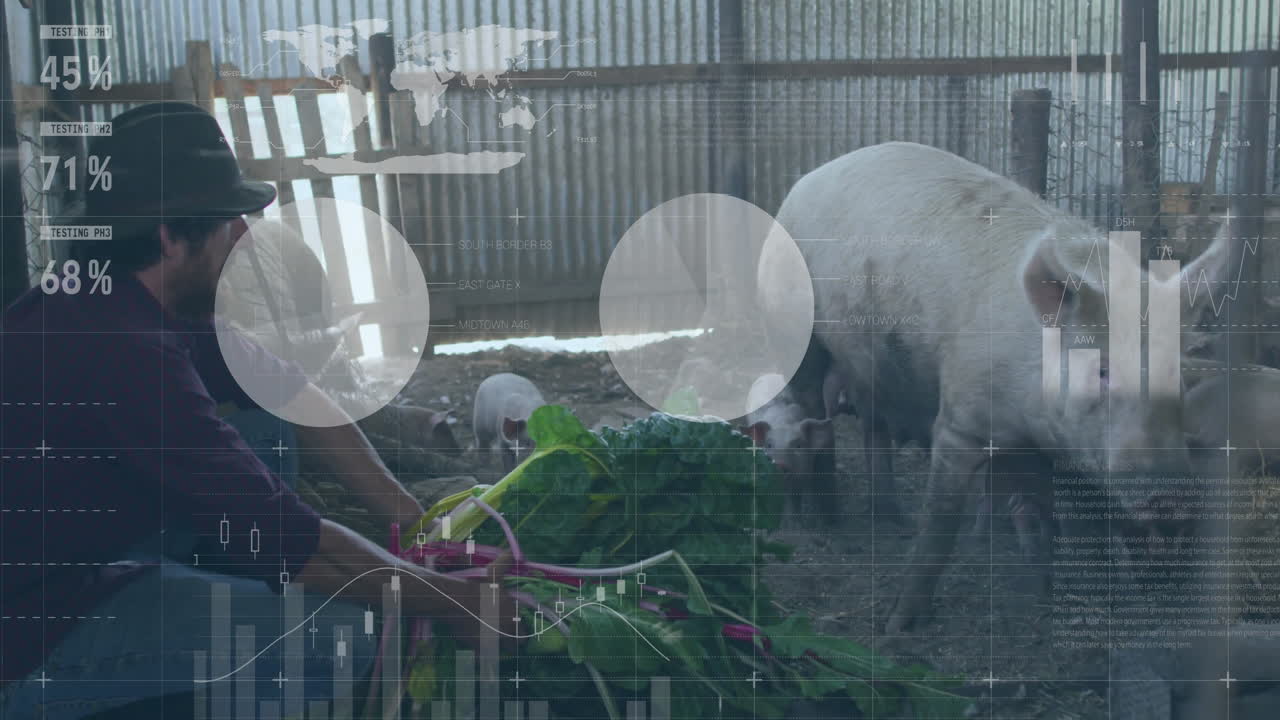 Male farmer crouching inside barn feeding pigs, displaying farm tech charts and map overlays