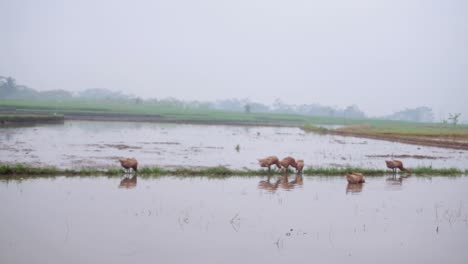 amplia toma de patos pastando en busca de comida en campos agrícolas inundados después de una noche tormentosa y lluviosa.