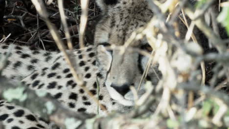 mama cheetah with cubs hidden in undergrowth, close-up shot of female's head