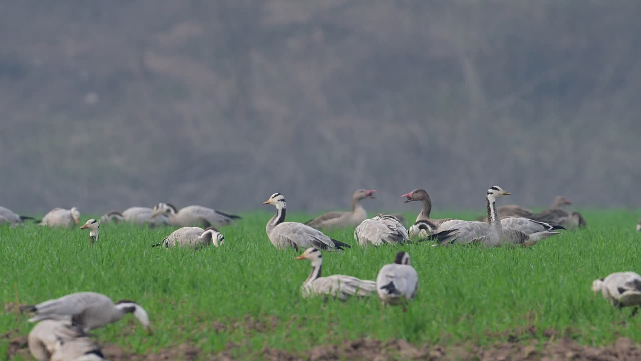 野原で草を食むガンの群れ。