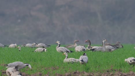 flock of geese grazing in fields