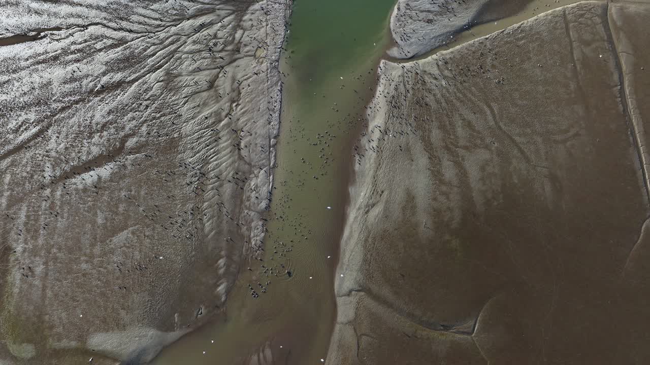 вид с высоты птичьего полета на илистые приливные отмели со стоящими и летающими птицами, с интересным контрастом между цветом воды и грязи