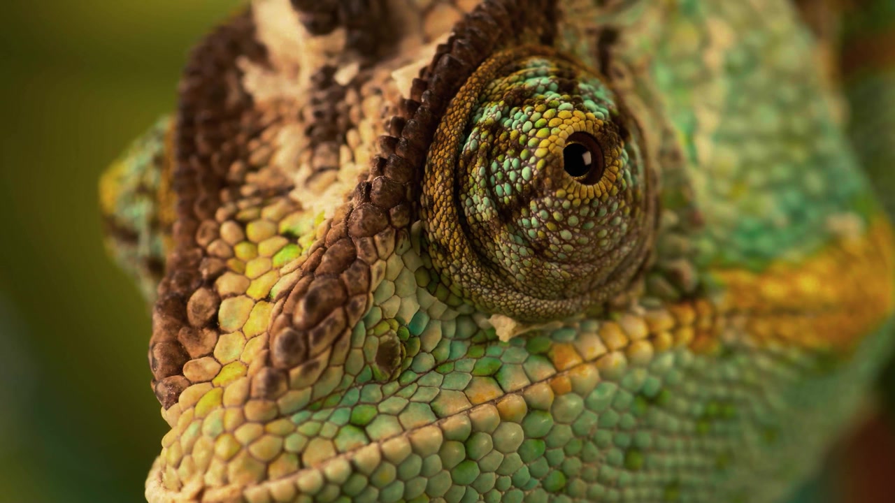 An ultra-sharp, intimate macro portrait highlighting the intricate scale patterns and vibrant color shifts of a chameleon's head.
