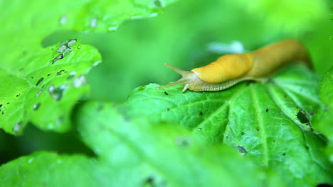 Eine-Bananenschnecke-Wandert-über-Ein-Blatt