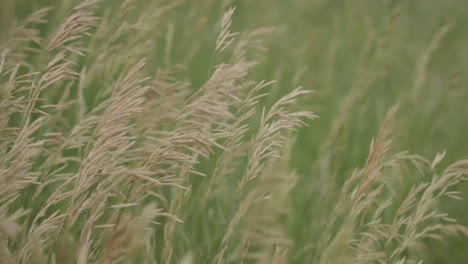 Colorado-Grasses,-Cool-Season-Grasses-in-Open-Meadow,-Livestock-Grazing-Grasses