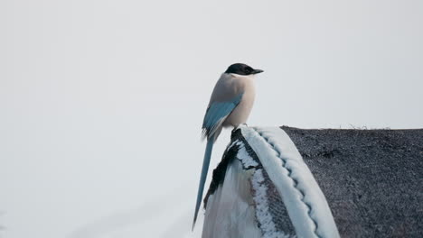 Dos-Urracas-De-Alas-Azules-Encaramadas-En-El-Borde-Del-Techo-Contra-El-Cielo-Gris-En-Invierno-Corea-Del-Sur