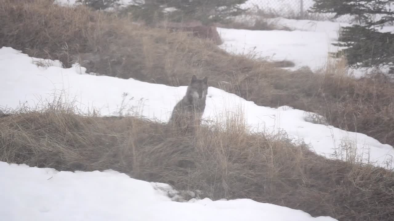 Alaskan Tundra Wolf relaxing outside during an intense snow storm