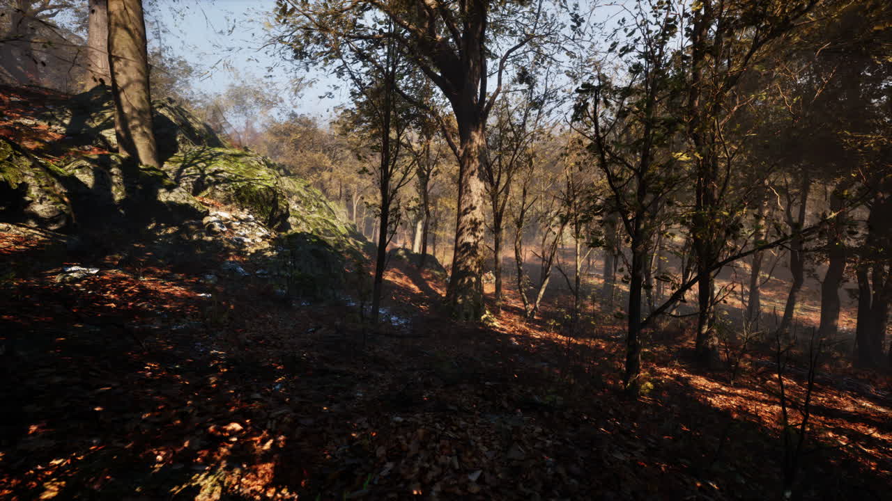 paisaje de bosque de otoño