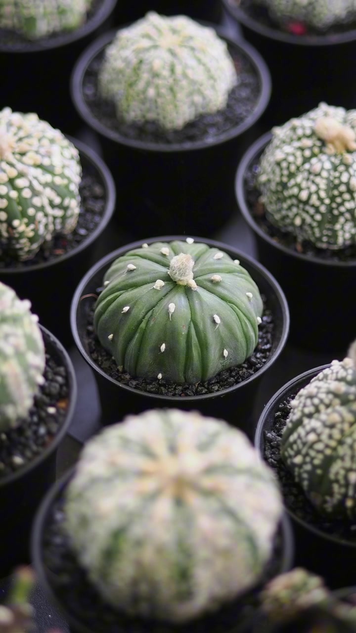 Bir serada saksılanmış Astrophytum Asterias kaktüs sıraları