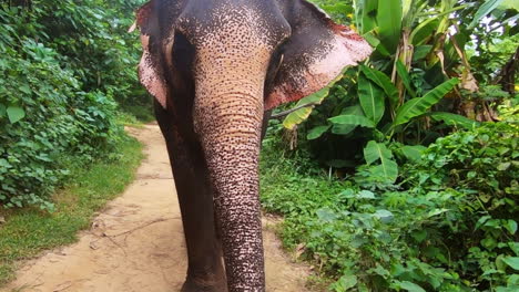 Asian-elephant-flapping-its-ears-in-filmed-in-cinematic-120fps-walking-backwards-and-panning-downward