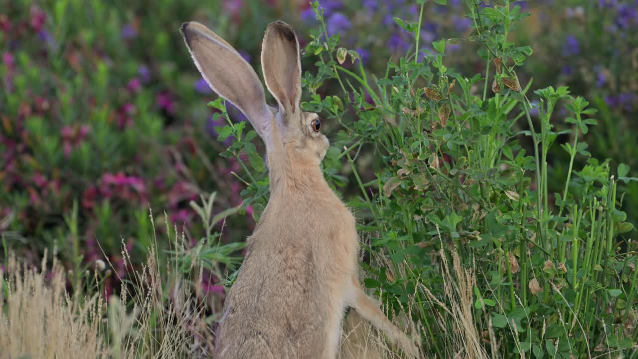 Cape hare (Lepus capensis), also called the brown hare and the desert hare eating alfalfa grass.