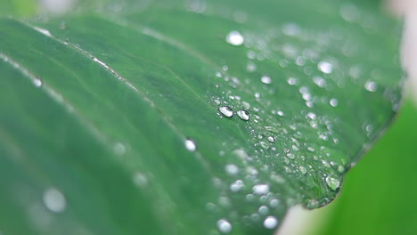 新鮮的綠色近距離拍攝的塔羅植物葉和雨滴