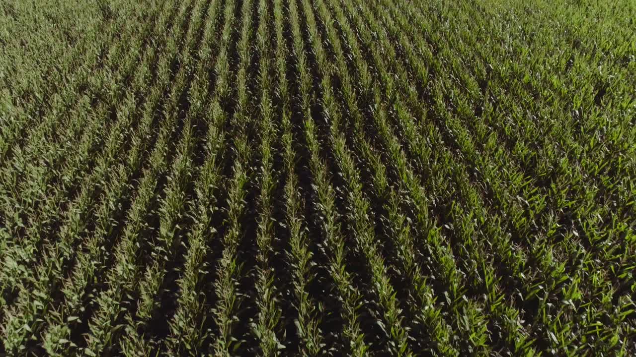 Rows of Corn plants on tillage farm land in New Zealand, low aerial