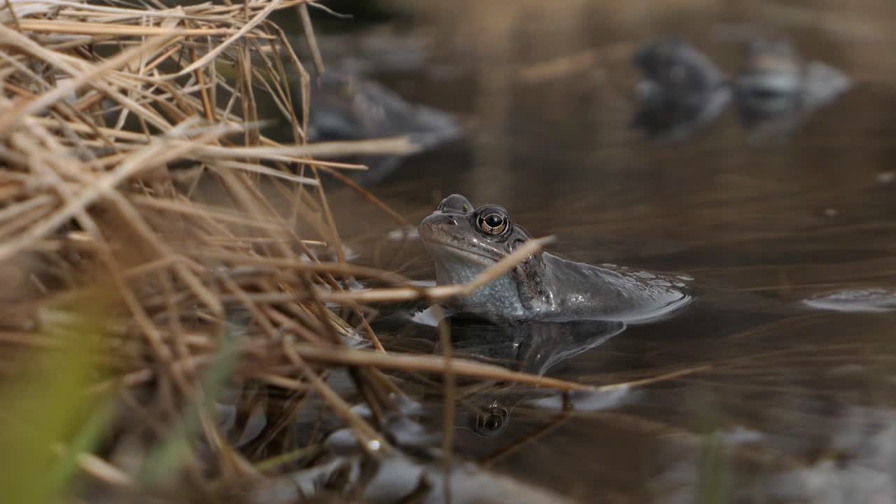 Frog croaking in pond with other frogs next to reeds during mating season, mating call