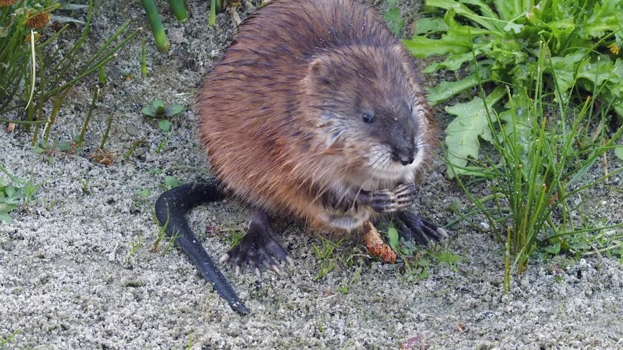 High angle view as little muskrat chews on shoreline plants in marsh