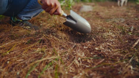 person uses metal hand spade to dig a shallow hole in very dry dirt