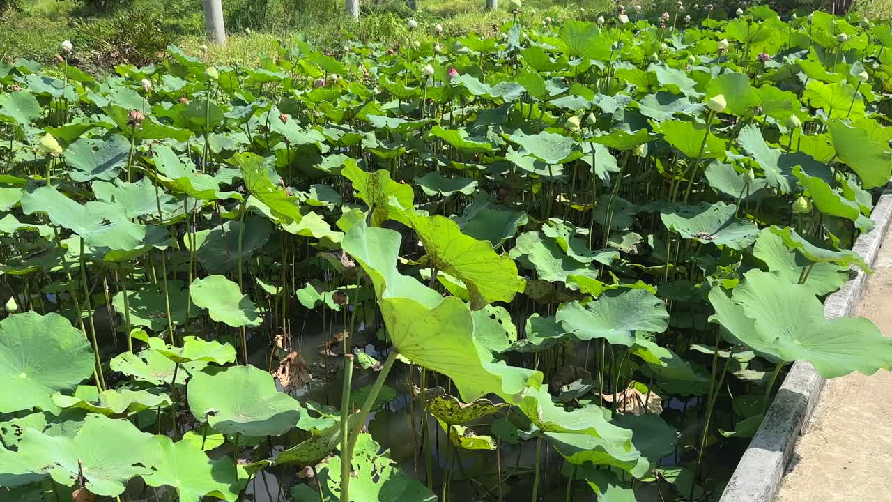 Lily Pads Floating on Calm Pond – Green Water Lilies, Freshwater Plants, Tranquil Nature Wetland, Aquatic Vegetation Close-Up Video