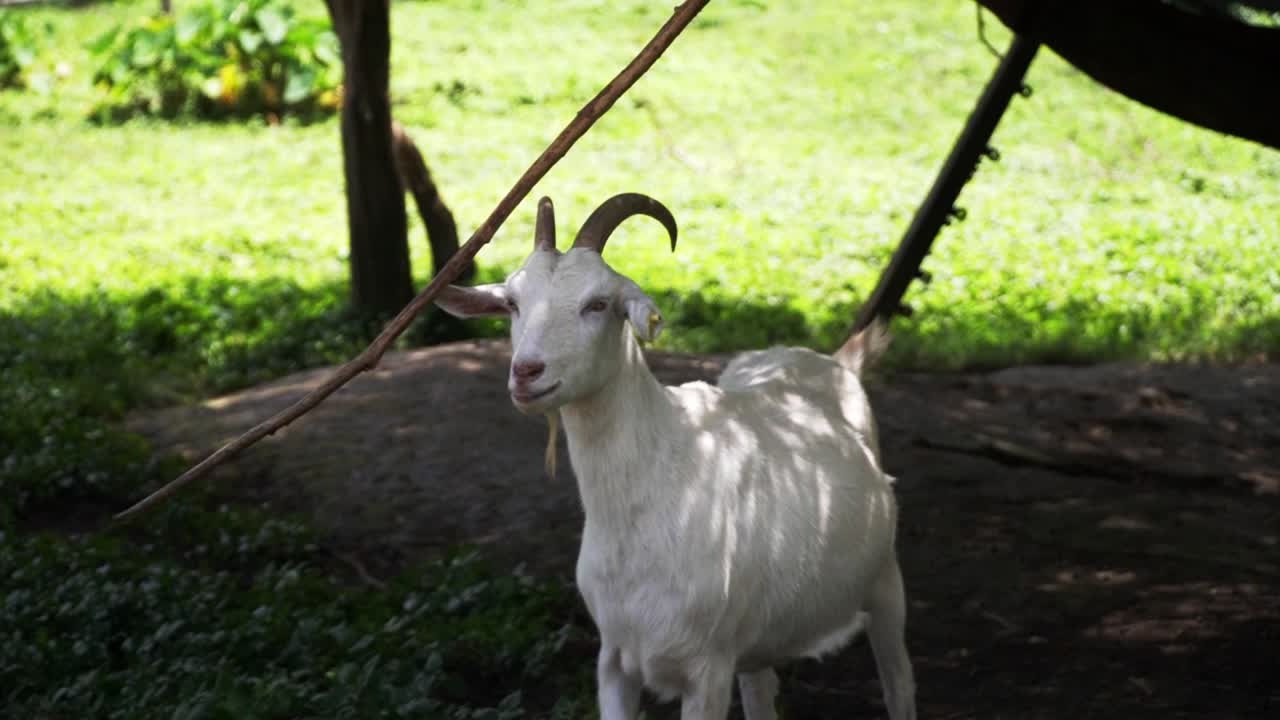 막대기에 목이 가려운 흰 염소