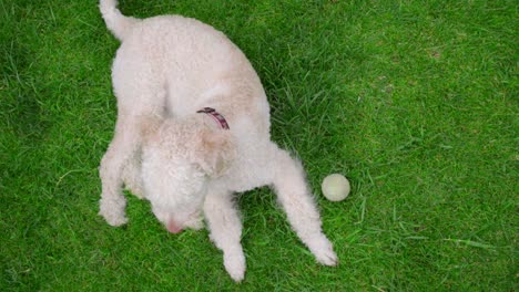 poodle dog lying on green grass. steady cam shot of white dog relaxing on grass