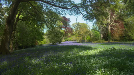 idyllic view of bluebell woods in springtime at enys gardens near penryn, falmouth, cornwall