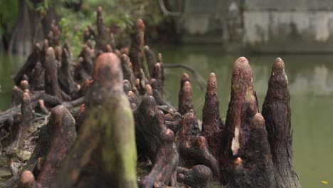 primer plano de las raíces del árbol de ciprés calvo en un pantano