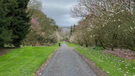 blustery overcast autumn day on carriage path in irish countryside