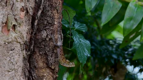 The-Oriental-Garden-Lizard-is-also-called-the-Eastern-Garden-Lizard,-Bloodsucker-and-Changeable-Lizard