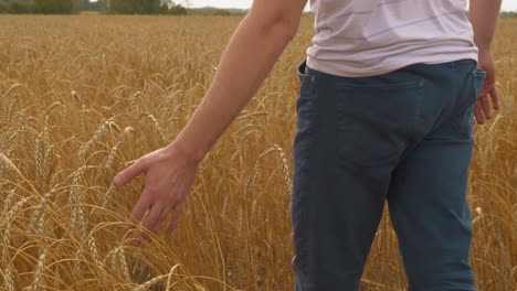 horticulturist walks between golden wheat spikelets in field