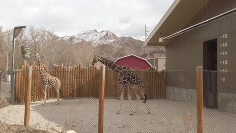 giraffes in a zoo enclosure with snowy mountain background