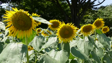 campos de girasoles en tokio, japón