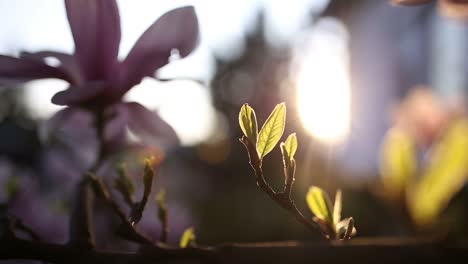 árbol de magnolia en flor al atardecer