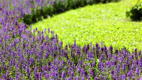 vibrant lavender blooms in a lush garden