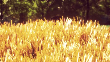 scene of sunset or sunrise on the field with young rye or wheat in the summer