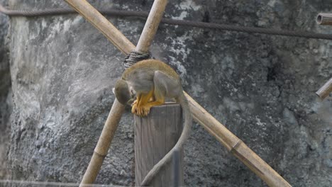 mono ardilla sentado en un tronco de árbol en el zoológico en el gran parque de seúl, gwacheon, corea del sur - plano general