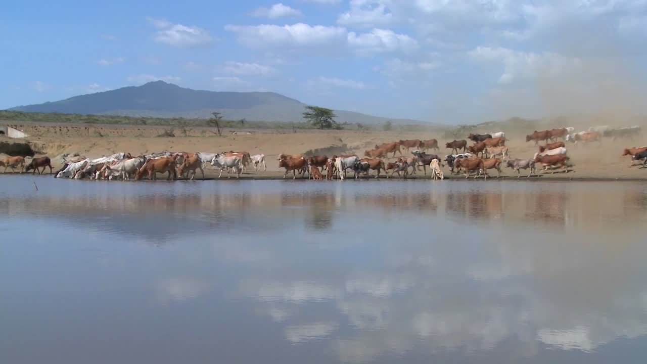 소는 아프리카의 급수 구멍 주위를 이동