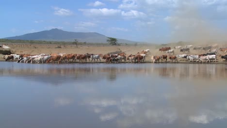 El-Ganado-Se-Mueve-Alrededor-De-Un-Abrevadero-En-África