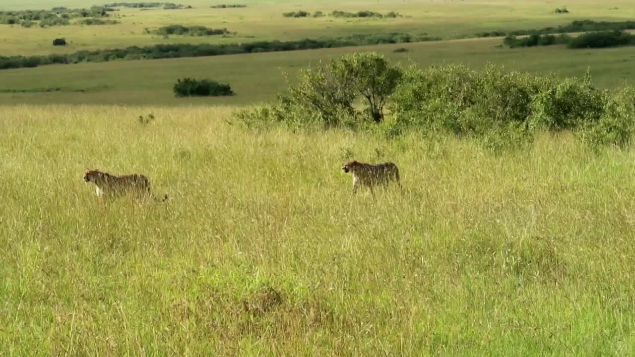 tiro de seguimiento de cardán de dos guepardos caminando en la sabana en un día soleado