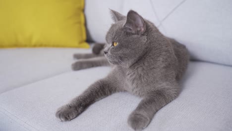 cat sitting on sofa at home.