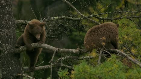 cinnamon bear cub climbs branch in tall pine tree slomo