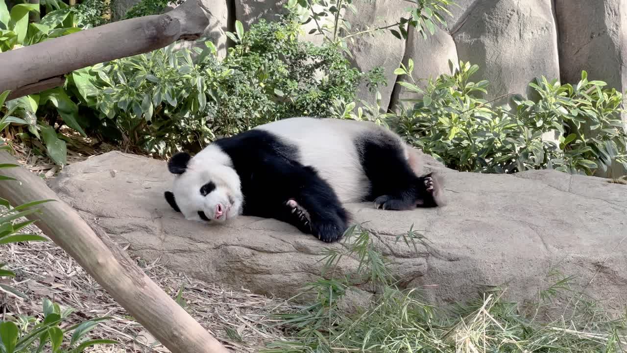 panda gigante perezoso, ailuropoda melanoleuca, durmiendo a un lado, tomando una siesta en un día relajante