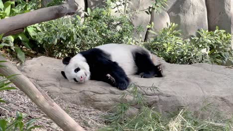 lazy giant panda, ailuropoda melanoleuca, sleeping on the side, taking an afternoon nap on a relaxing day