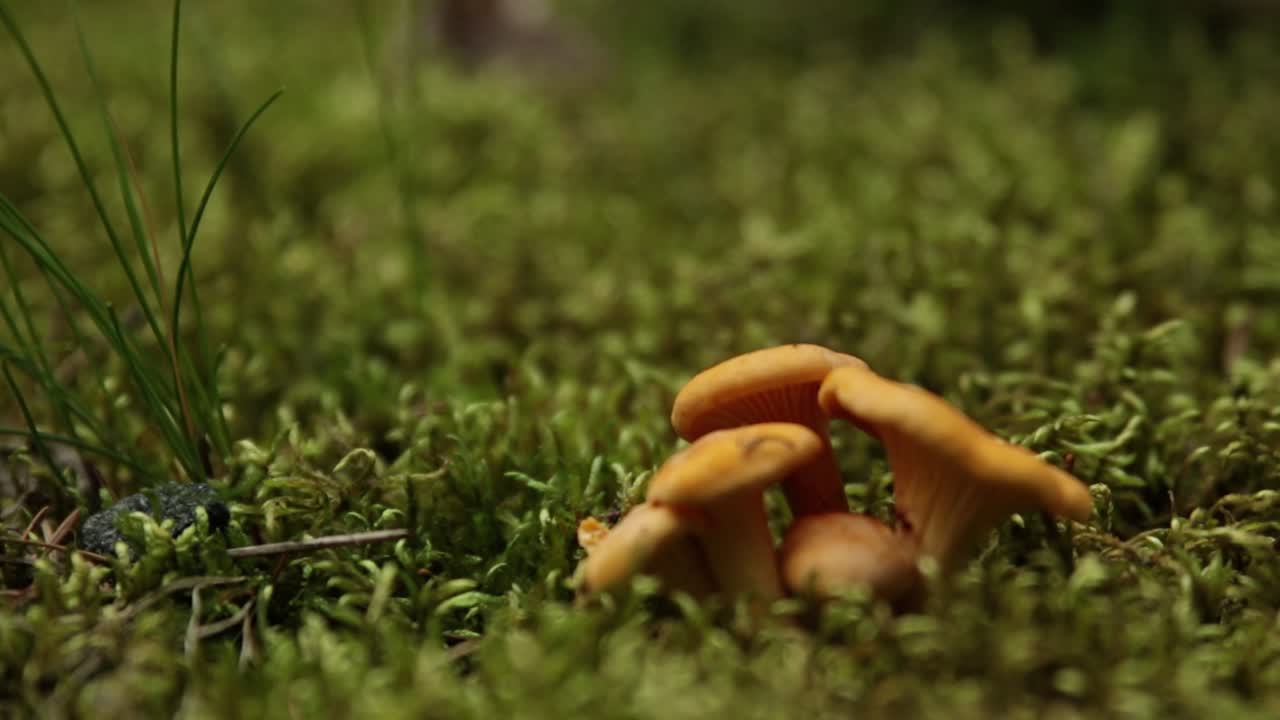 First small chanterelle mushrooms of the season growing in the moss inside a Swedish forest during early summer with a small ant crawling and trying to climb the mushroom