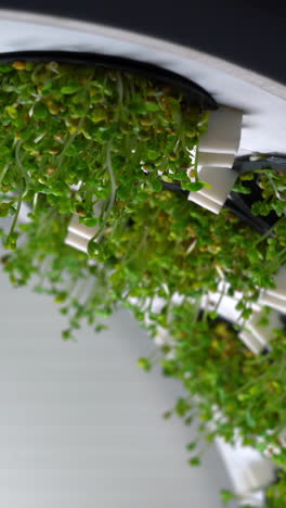 microgreens growing in a rotating vertical farm system